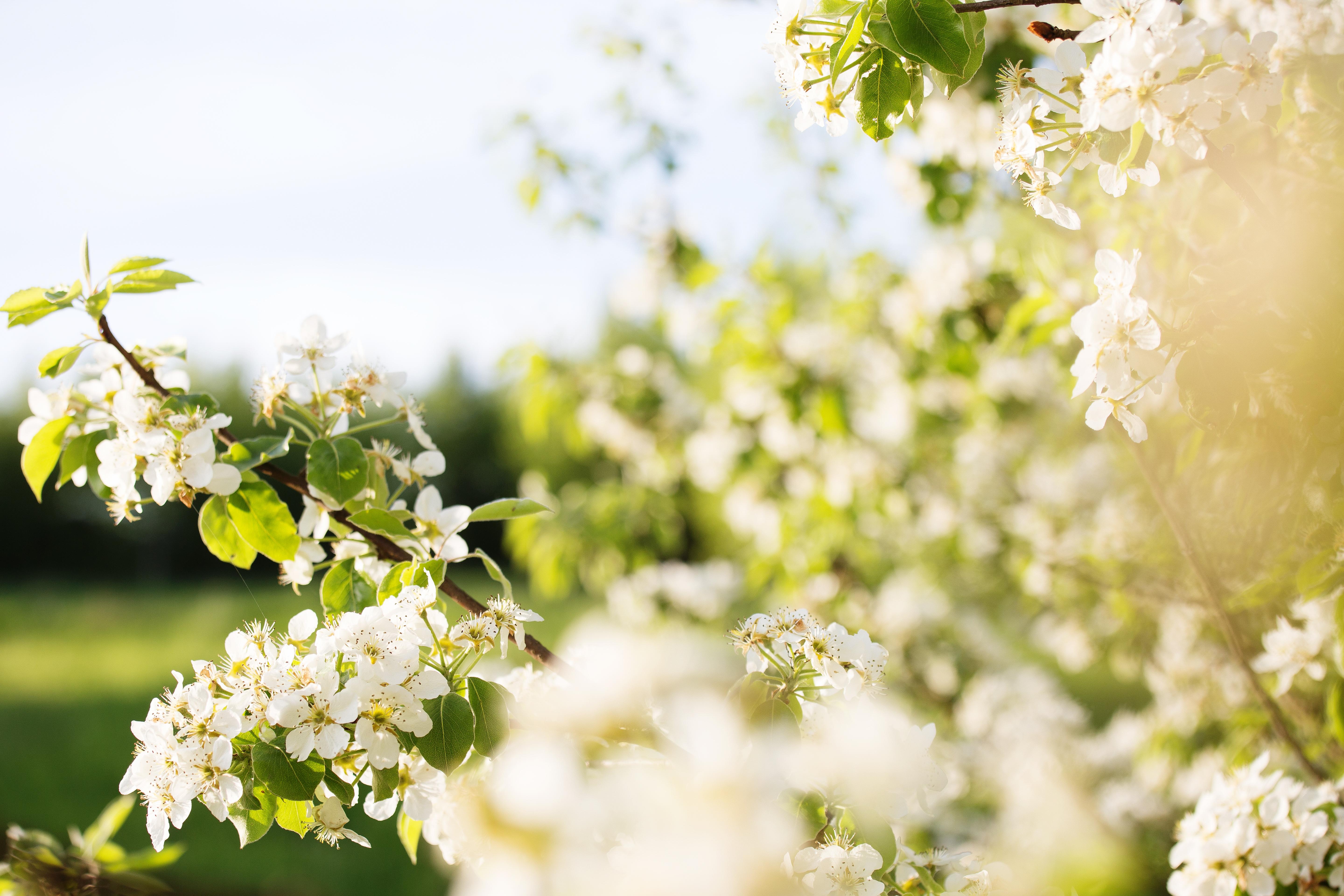 Must Pear Garden