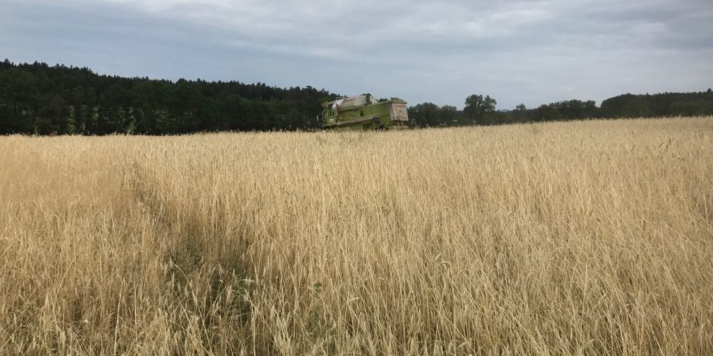 Hochsaison der Ähre
