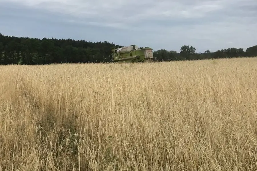Hochsaison der Ähre