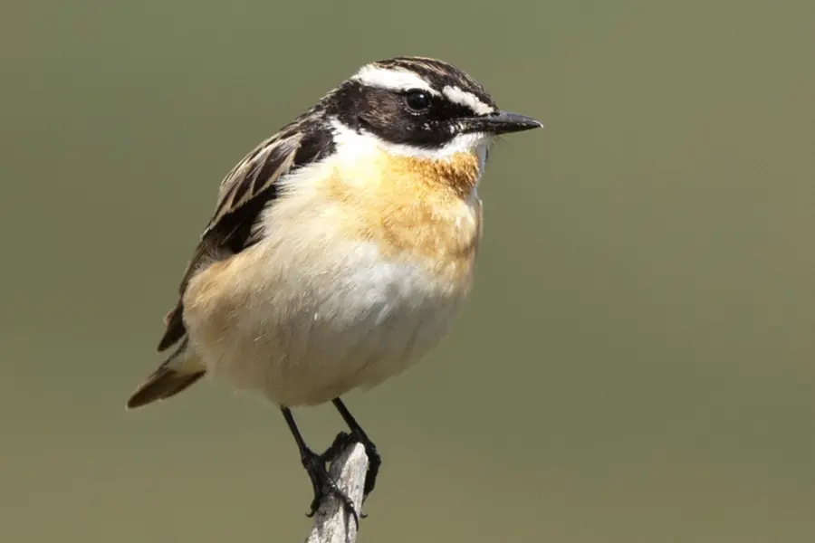 Naturschutz aus der Vogelperspektive