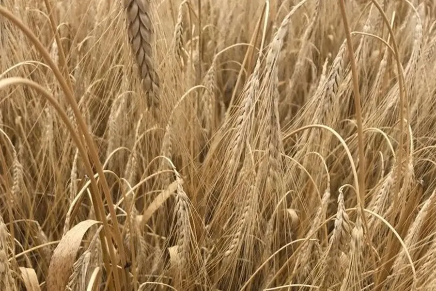 Wir bauen auf Urgetreide