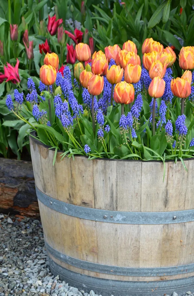 Tulpen und Muscari in einem alten Fass gepflanzt