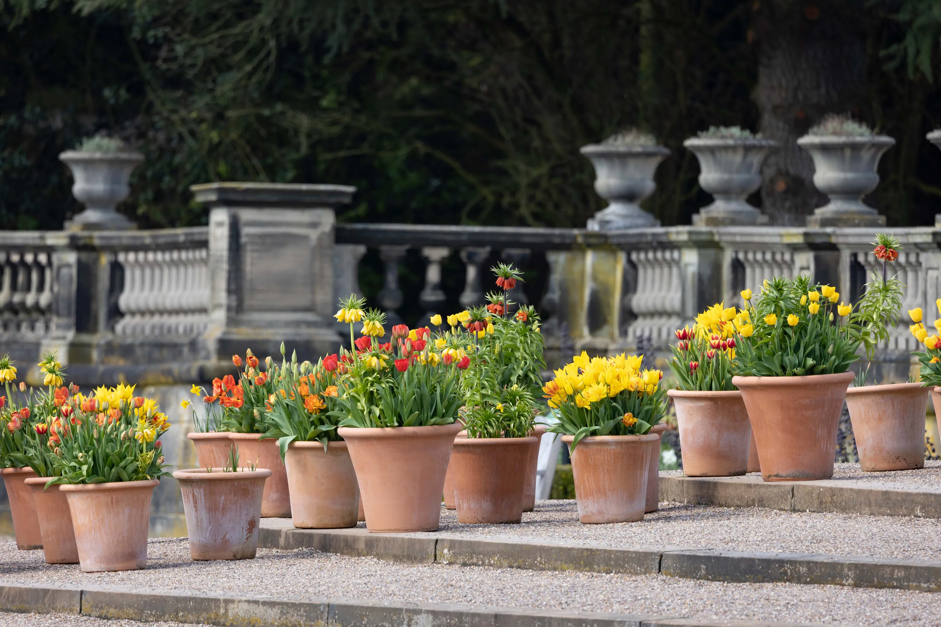 Tulpen in großen Keramiktöpfen in einem weitläufigen Park