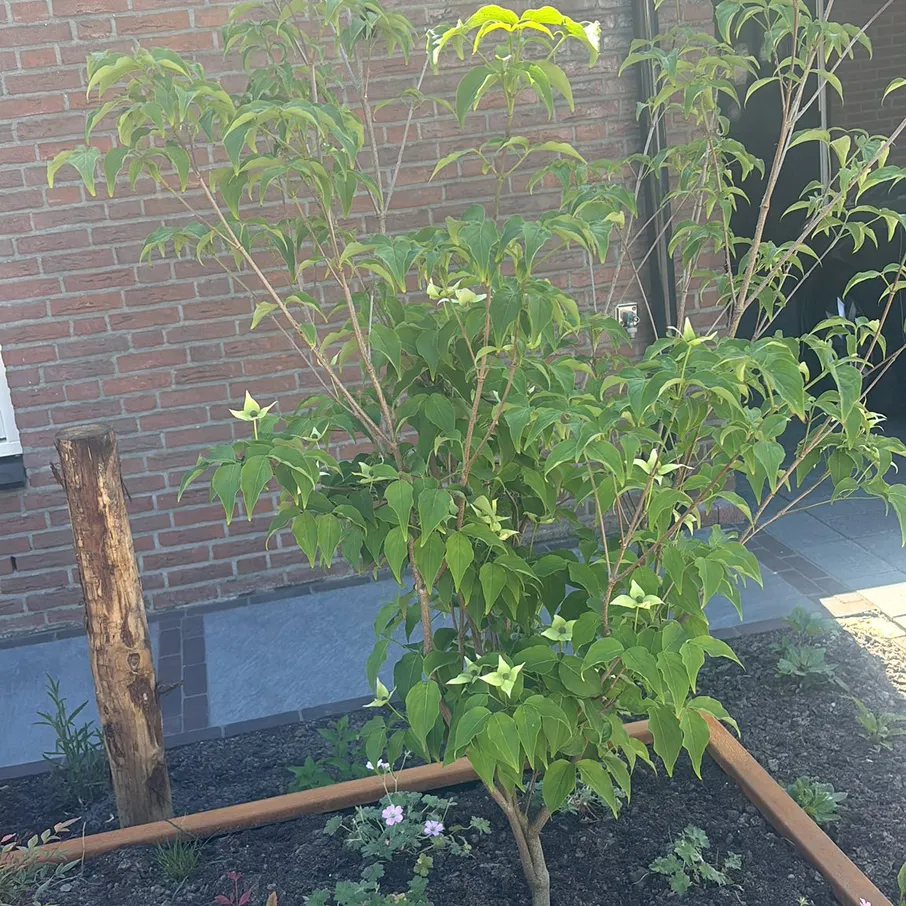 Gedeelde entree met twee unieke voortuinen in vlierden 05