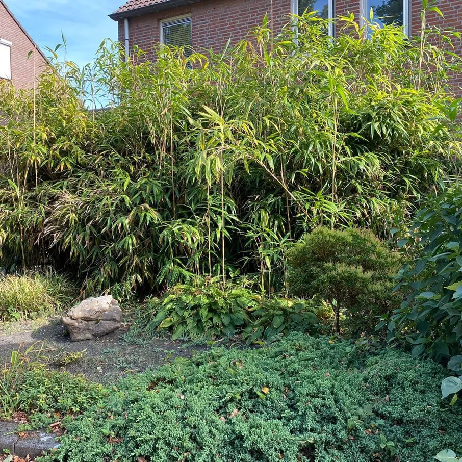 Grote metamorfose voortuin in deurne 15