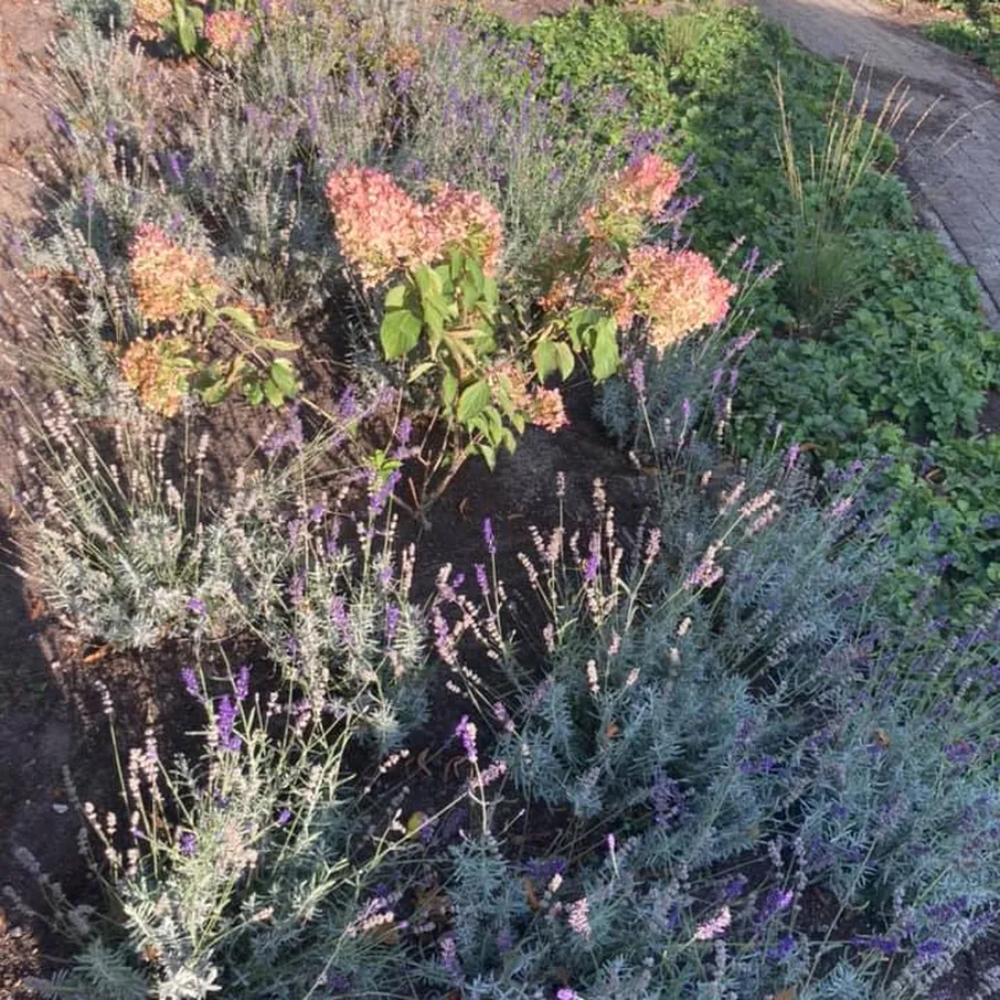 Kleurrijke zomervoortuin in milheeze 01