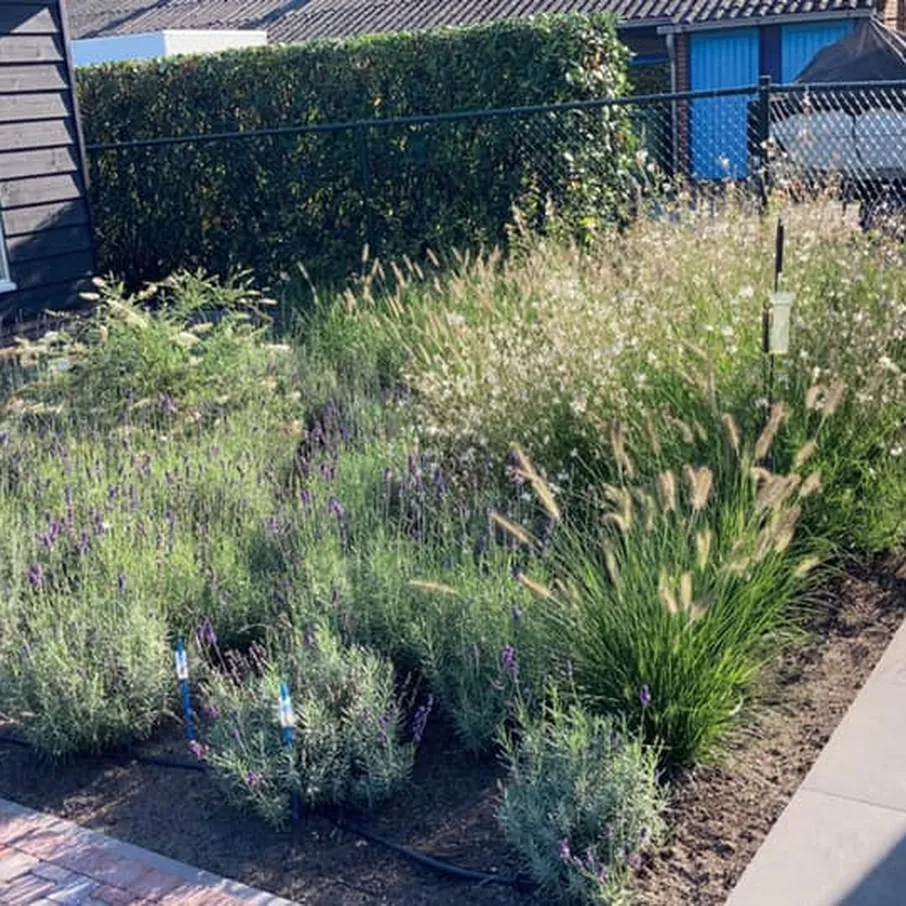 Bloeiende tuin in walsberg 06
