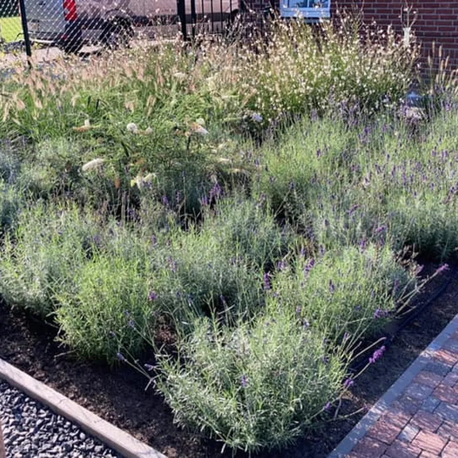 Bloeiende tuin in walsberg 04