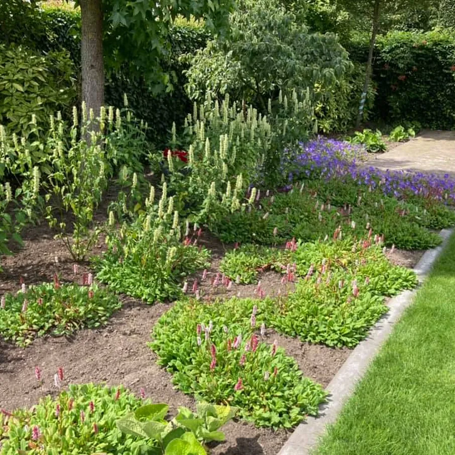 Weelderige tuin met perfect gazon in asten 01