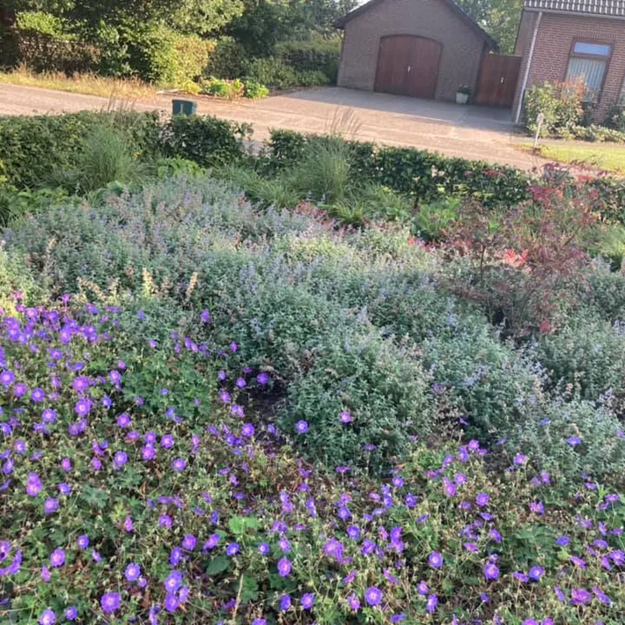 Kleurrijke zomervoortuin in milheeze 02