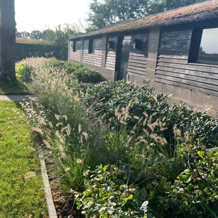 Kleurrijke zomervoortuin in milheeze 05