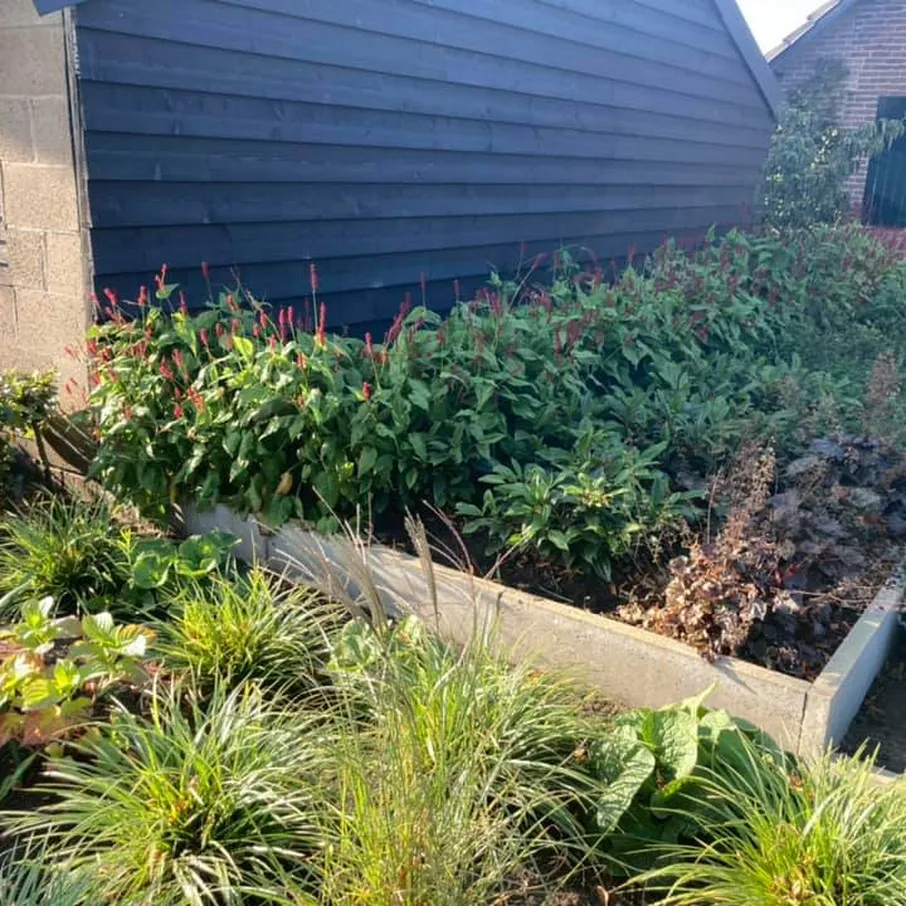 Kleurrijke zomervoortuin in milheeze 04