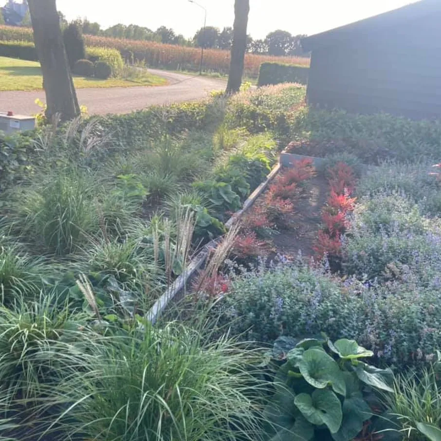 Kleurrijke zomervoortuin in milheeze 03