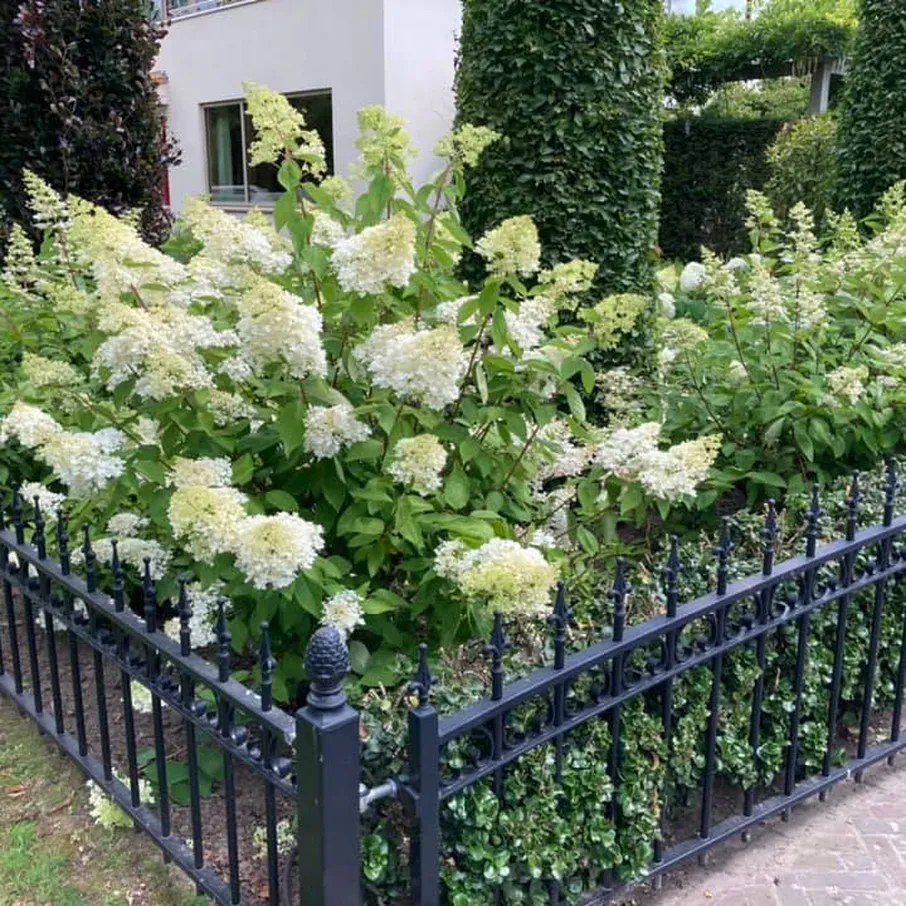 Weelderige tuin met perfect gazon in asten 05