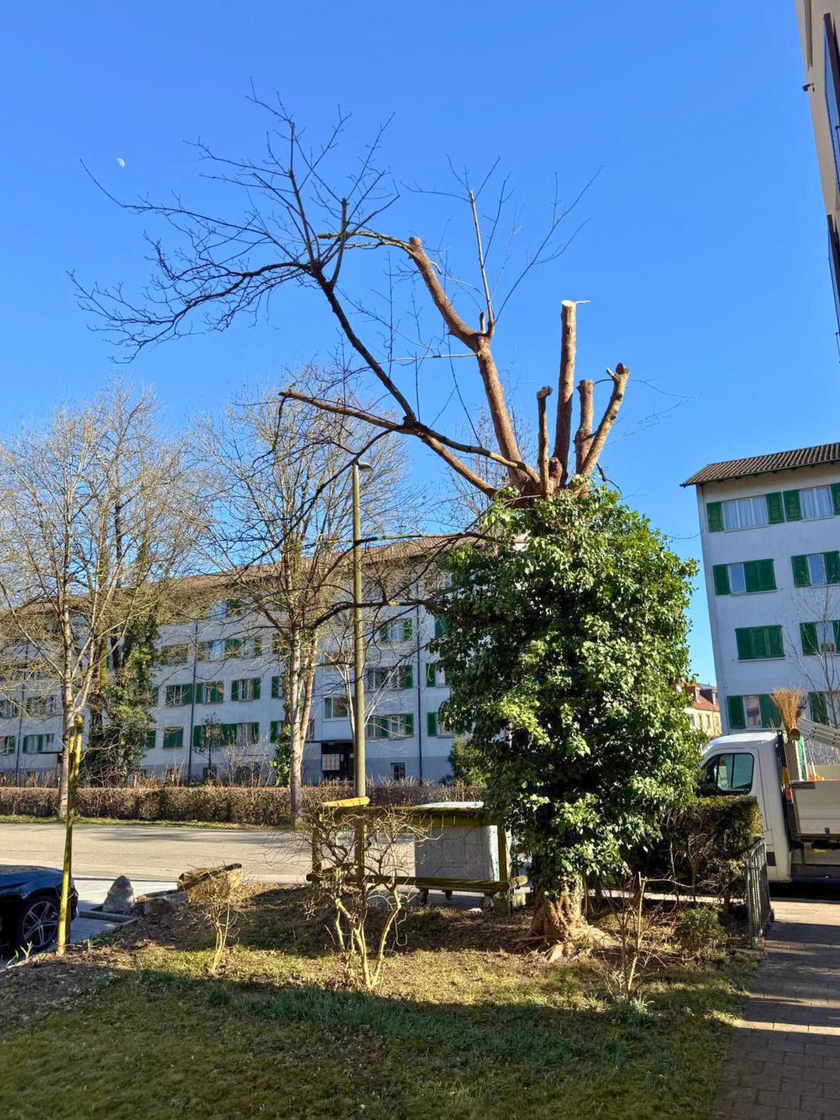 Pflegerückschnitt in Winterthur - Bild 4