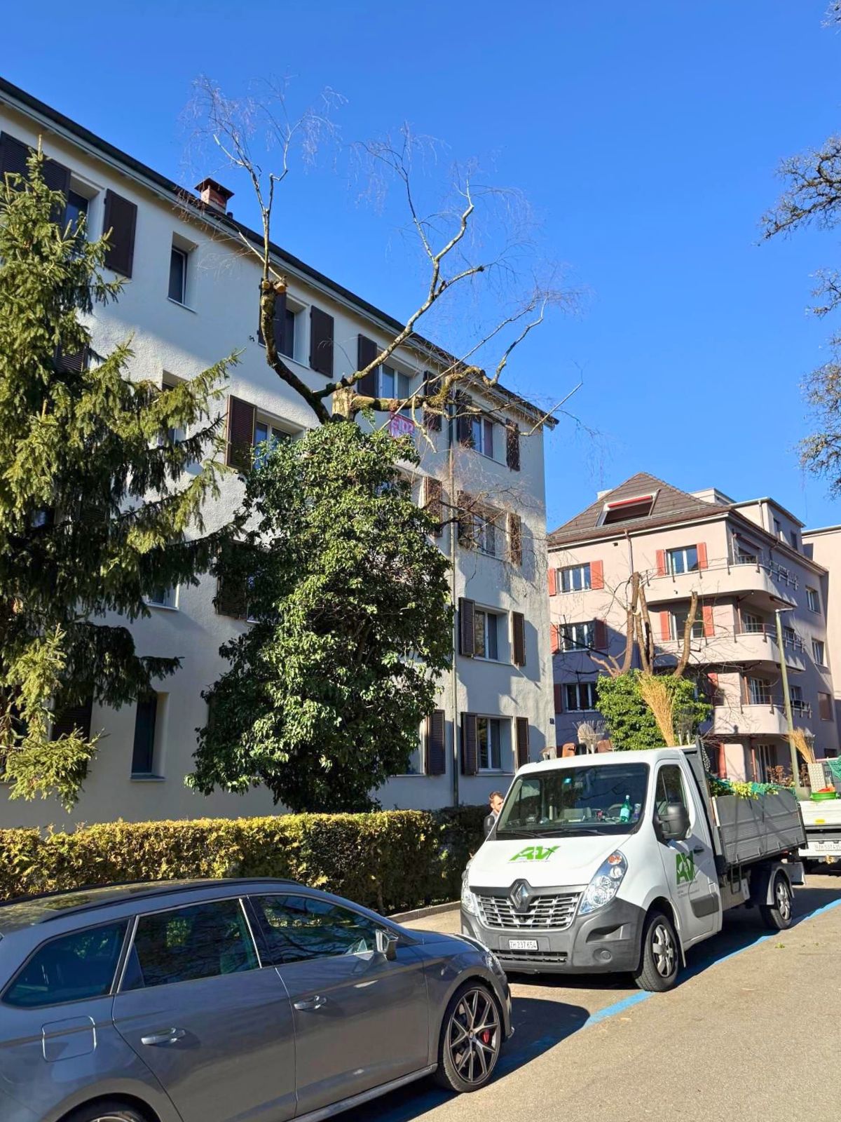 Pflegerückschnitt in Winterthur - Bild 5