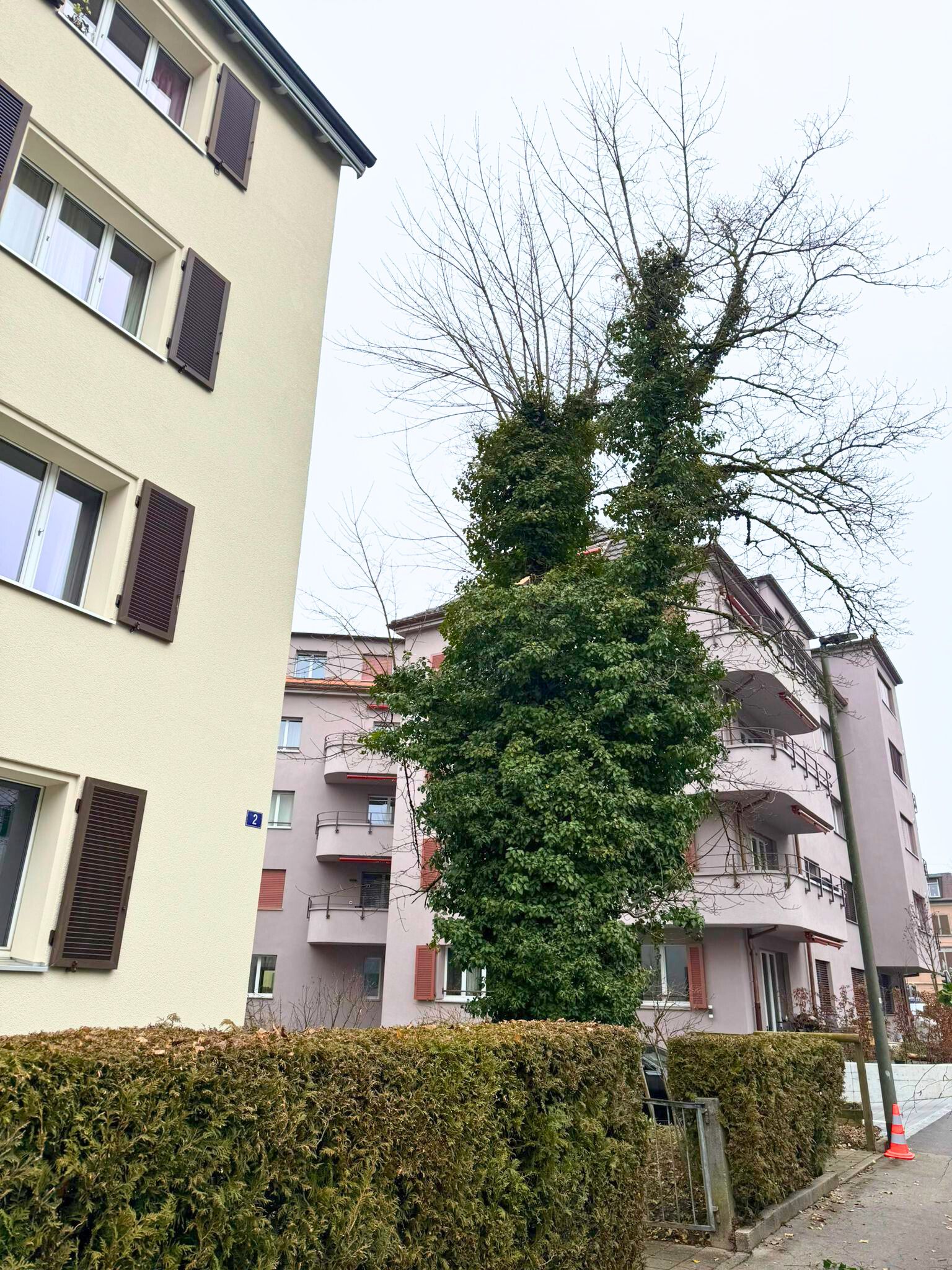 Vorher Pflegerückschnitt in Winterthur