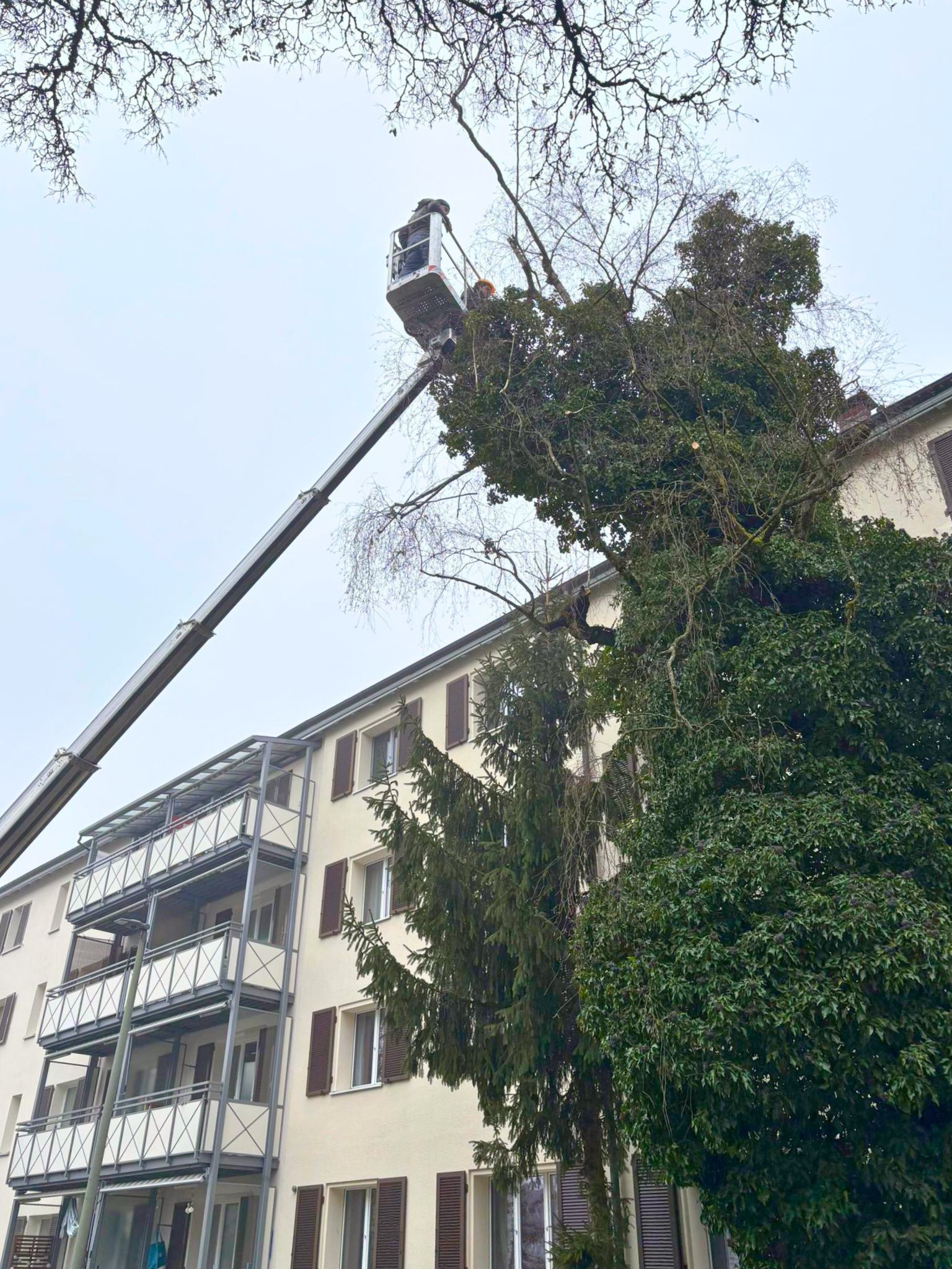 Pflegerückschnitt in Winterthur - Bild 3