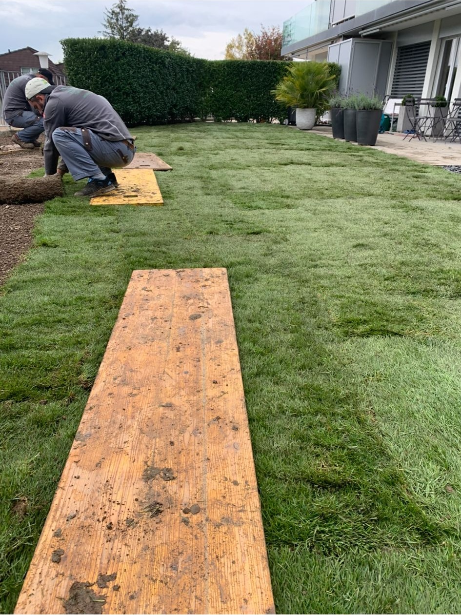 Rollrasen in Adlikon bei Regensdorf