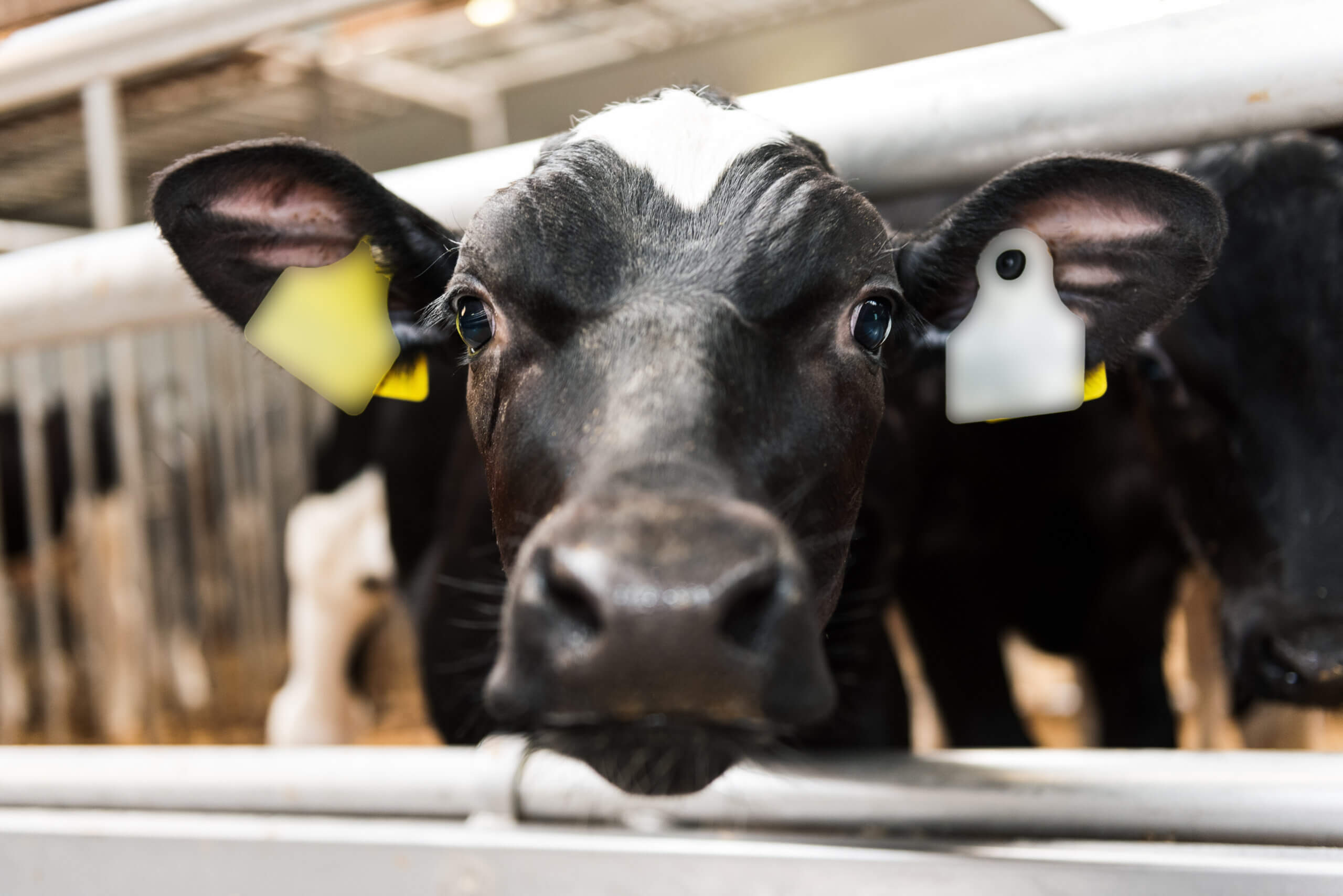 Een nieuwe kijk op de Nederlandse kalverhouderij