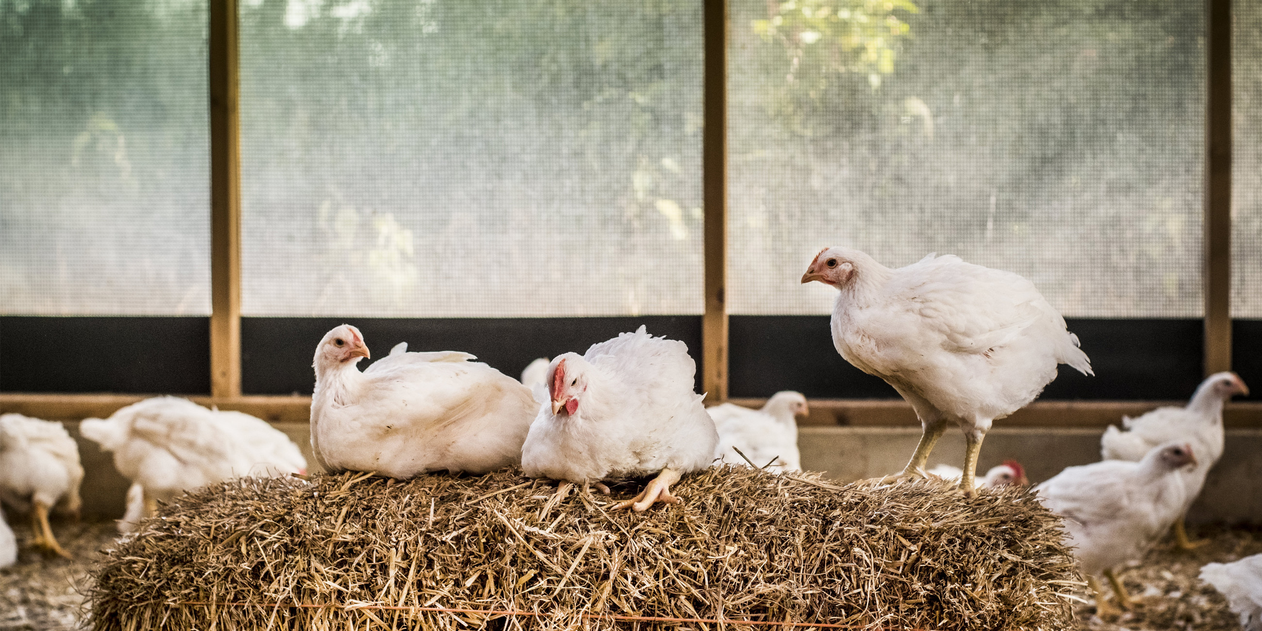 Veelzijdige kip opnieuw op de kaart 