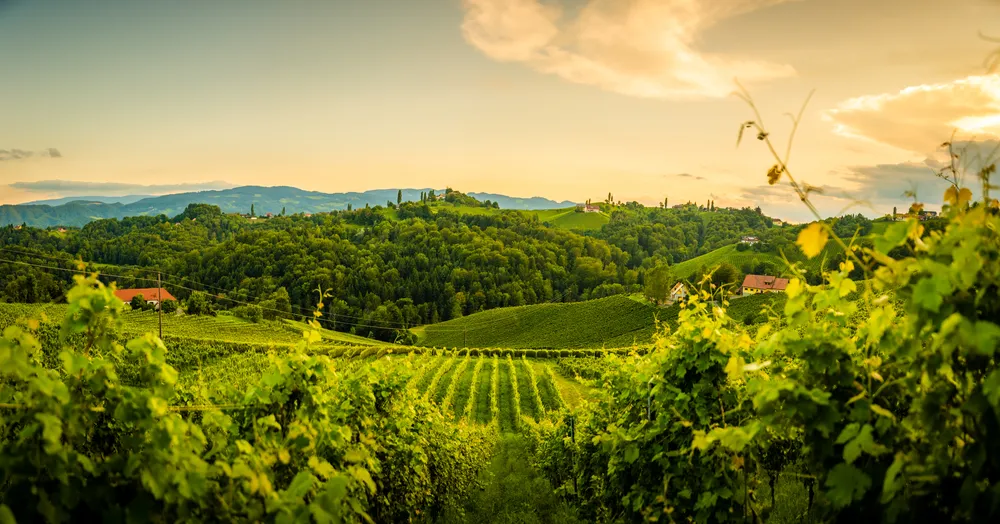 Blick auf Weinberge und Berge von der Weinstraße in der Steiermark, Österreich, im Sommer.
