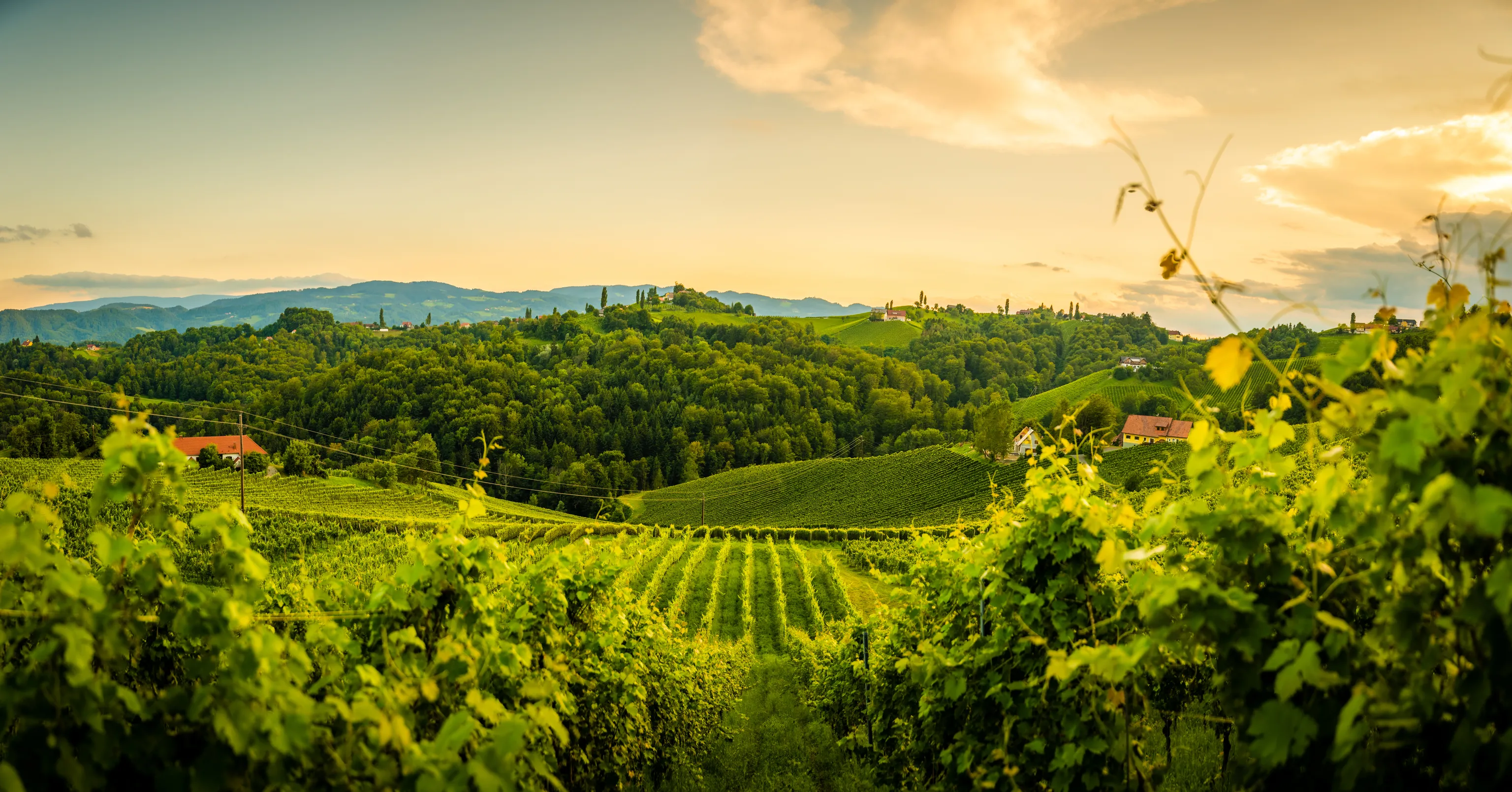 Blick auf Weinberge und Berge von der Weinstraße in der Steiermark, Österreich, im Sommer.