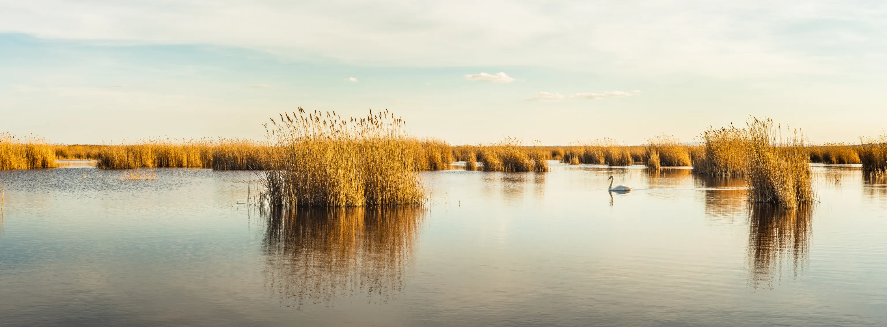 Blick auf den Neusiedlersee mit leicht bewölkten Himmel, Schwan und Schilf