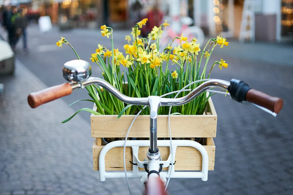 Ein Fahrradlenker mit einem Holzkorb voller blühender gelber Narzissen auf einer Straße in der Stadt.