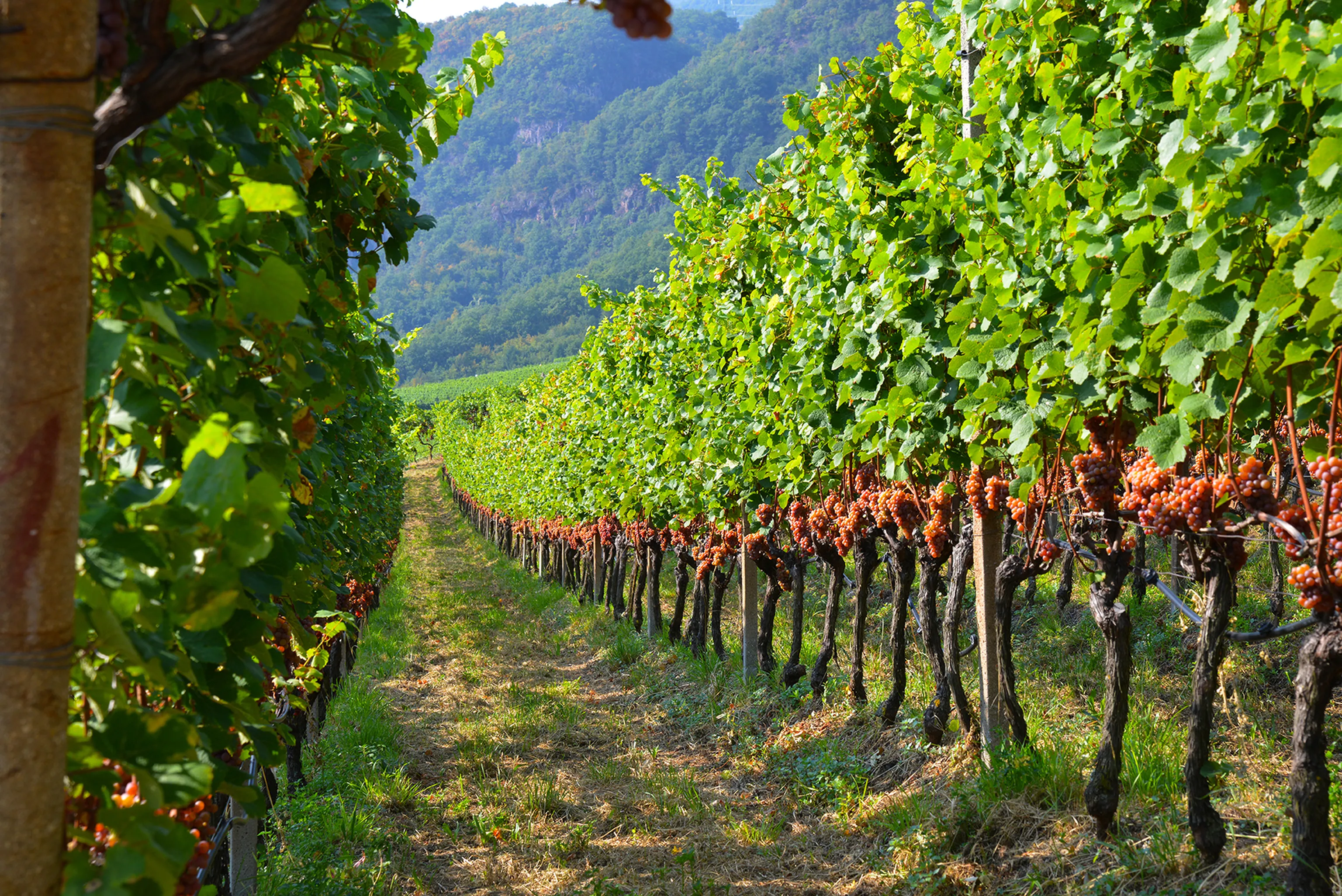 in üppiger Weinberg mit Reihen von Rebstöcken, an denen reife Trauben hängen, vor der Kulisse grüner Hügel unter einem klaren Himmel.