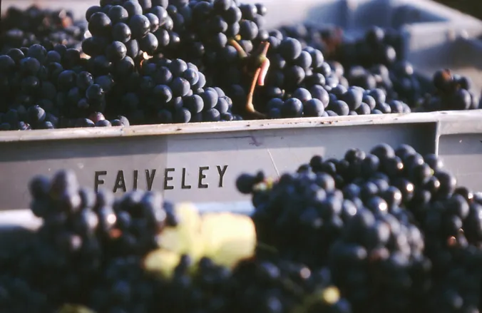 Kisten voller frisch geernteter dunkler Trauben mit der Aufschrift „Faiveley“, dicht nebeneinander gestapelt.