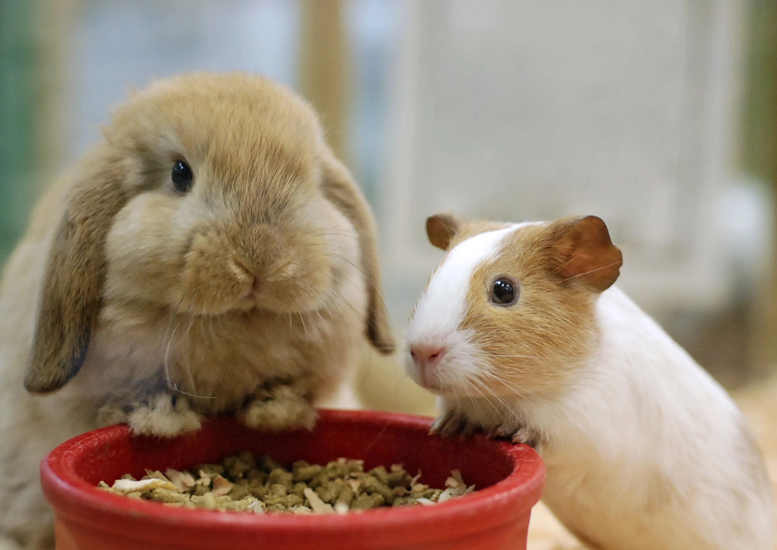 Kaninchen und Meerschweinchen fressen gemeinsam aus einem Futternapf