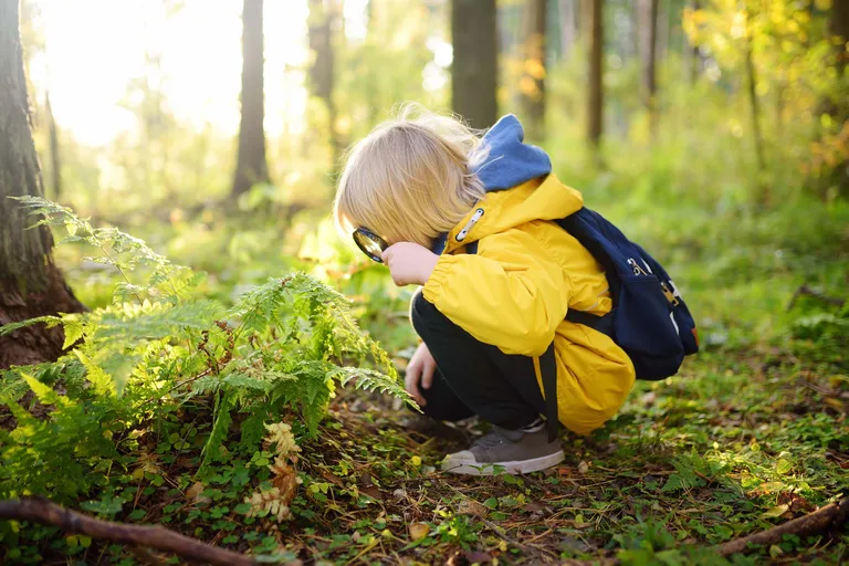 Ein Kind sieht sich mit einer Lupe im Wald ein Farnbüschel an