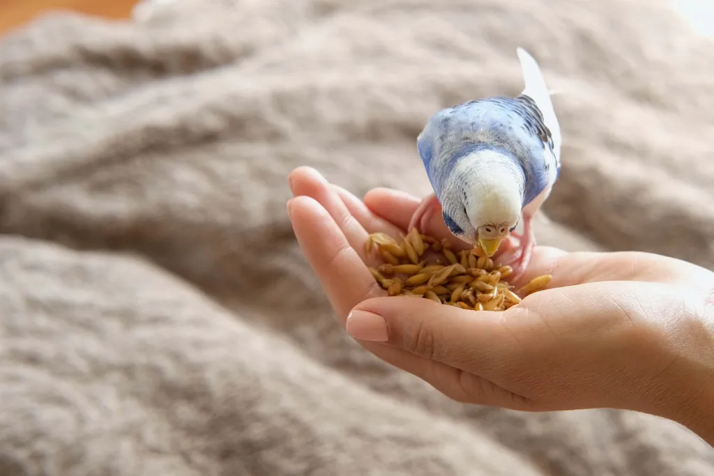 Wellensittich frisst Körner aus einer geöffneten Hand