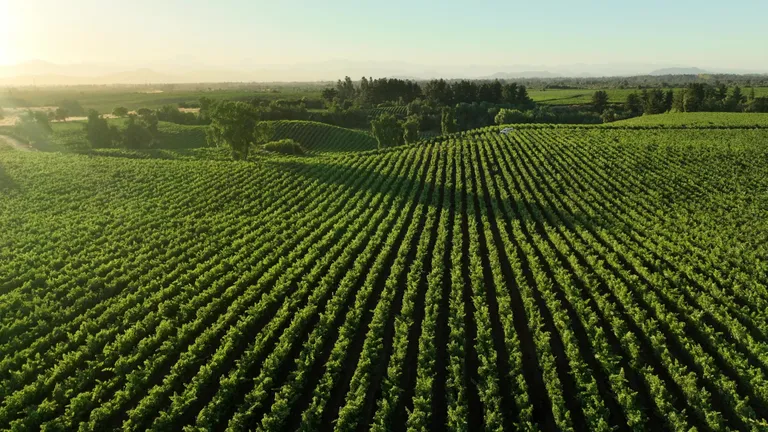Weinberge im Sonnenaufgang