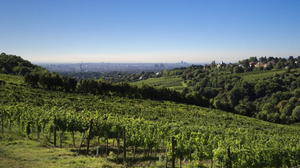 Unter einem strahlend blauen Himmel erstrecken sich Weinberge über sanfte Hügel, während in der Ferne die Skyline von Wien zu sehen ist.