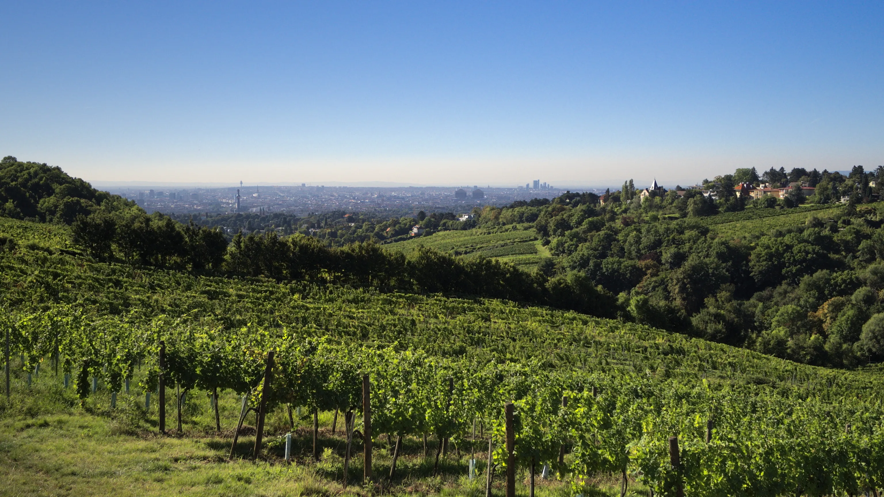 Unter einem strahlend blauen Himmel erstrecken sich Weinberge über sanfte Hügel, während in der Ferne die Skyline von Wien zu sehen ist.