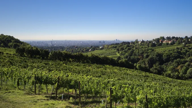 Unter einem strahlend blauen Himmel erstrecken sich Weinberge über sanfte Hügel, während in der Ferne die Skyline von Wien zu sehen ist.