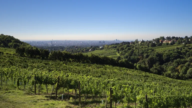 Unter einem strahlend blauen Himmel erstrecken sich Weinberge über sanfte Hügel, während in der Ferne die Skyline von Wien zu sehen ist.