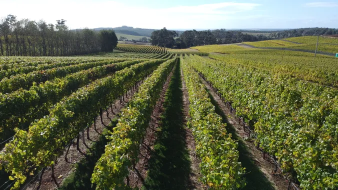 Reihen üppig grüner Weinreben erstrecken sich über eine malerische Weinberglandschaft unter einem strahlend blauen Himmel, mit Bäumen und sanften Hügeln im Hintergrund.