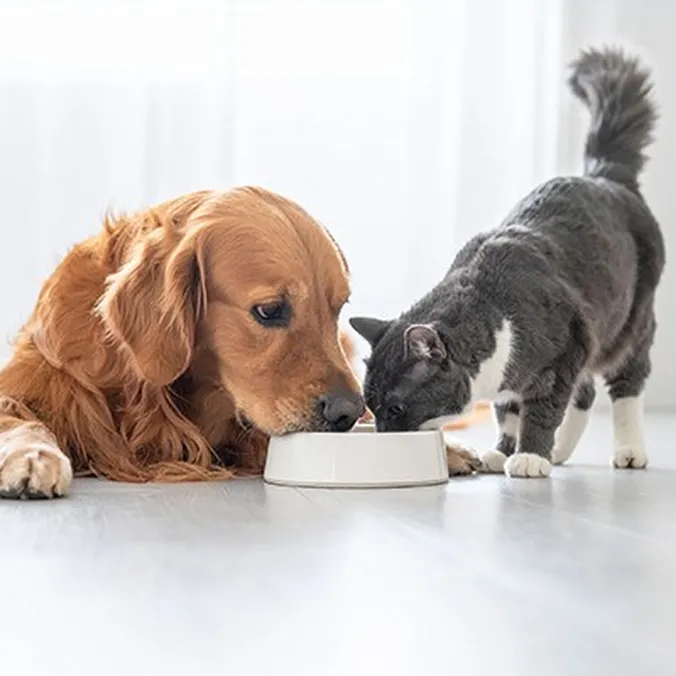 Hund und Katze trinken aus einem Futternapf