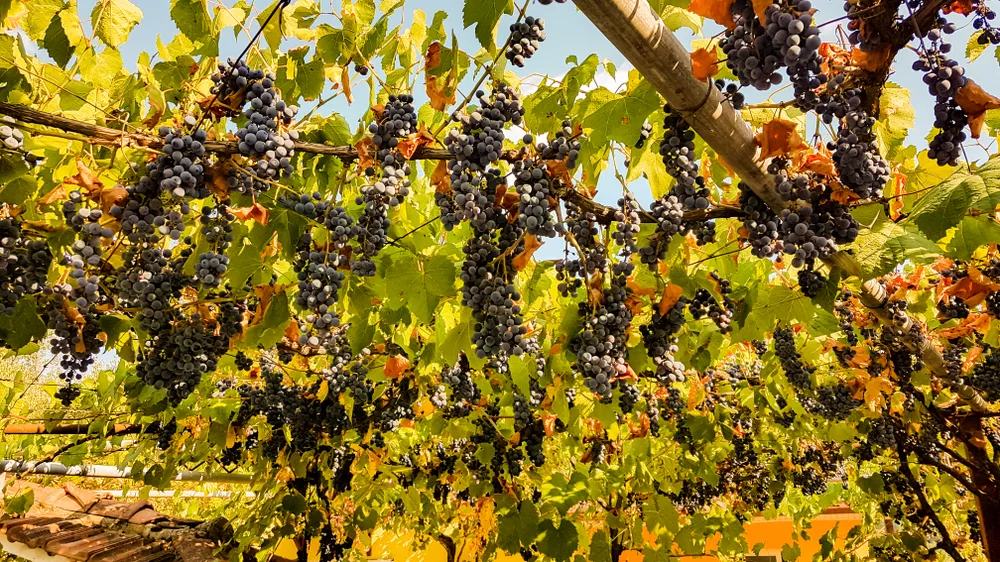 Weinbaugebiet in Griechenland