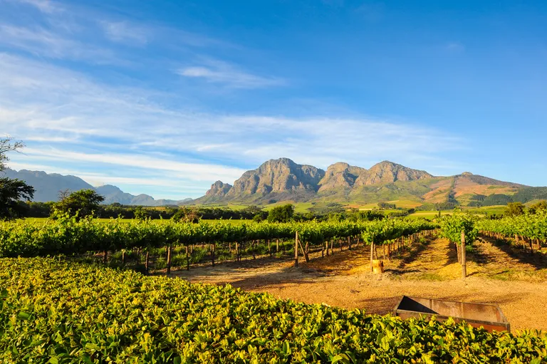 Ein Weinbaugebiet in Stellenbosch in Südafrika mit Blick auf die markante Gebirgskette, welche zum Cape Fold Belt im Westkap Südafrikas gehört und welches die Kulisse für die weltberühmten Weinberge rund um die Region Stellenbosch bildet. Der im Bild gezeigte Gebirgsabschnitt erstreckt sich östlich des Banhoek-Tals.