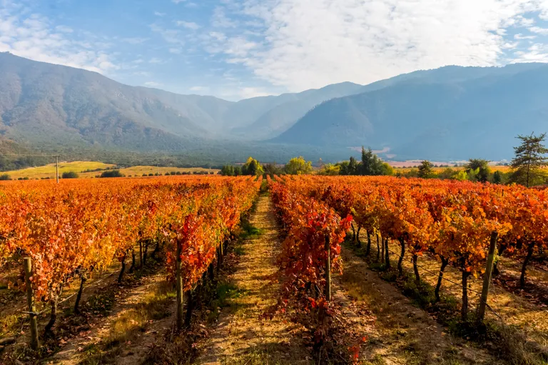 Weinbaugebiet in Chile