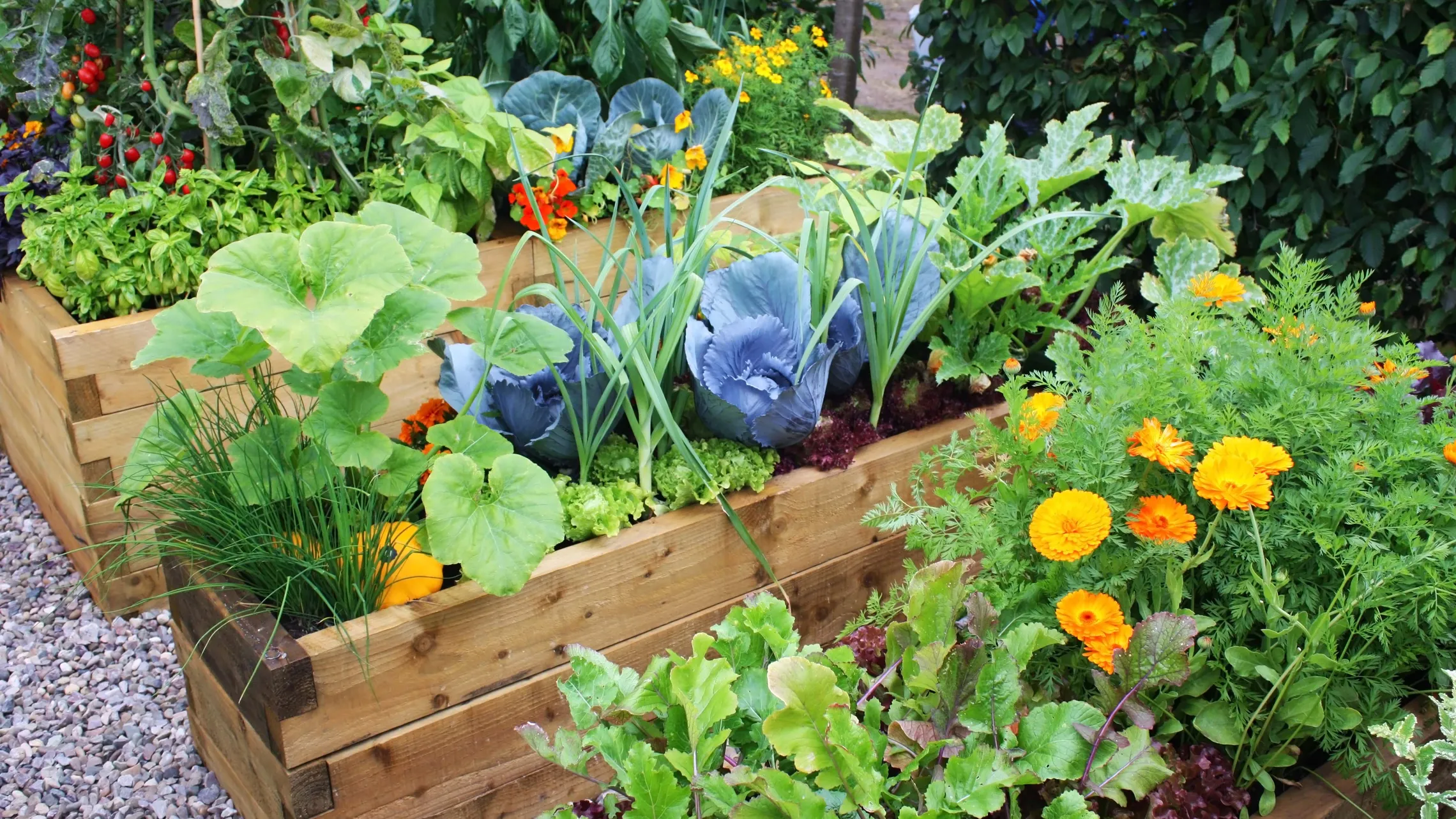 Bunt bepflanzte Hochbeete im Garten mit Kohl, Ringelblumen, Schnittlauch und mehr