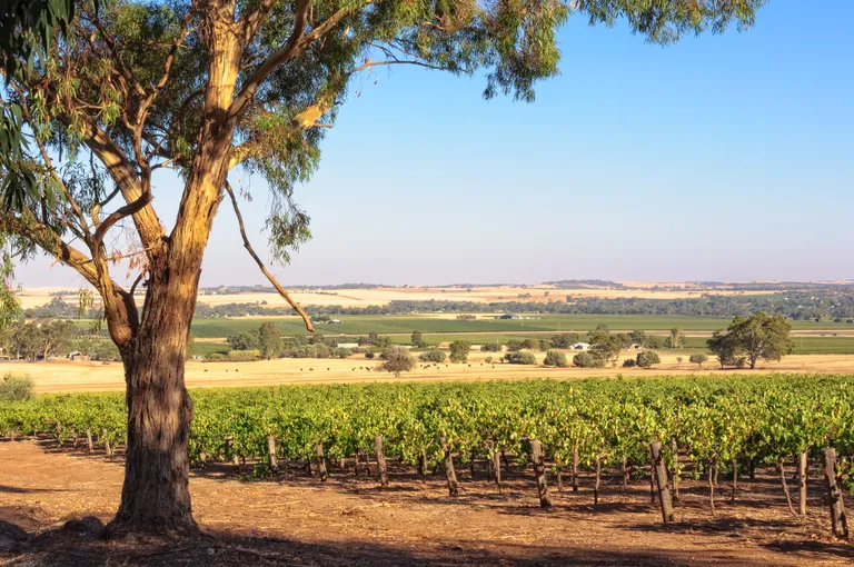 Weinbaugebiet in Australien