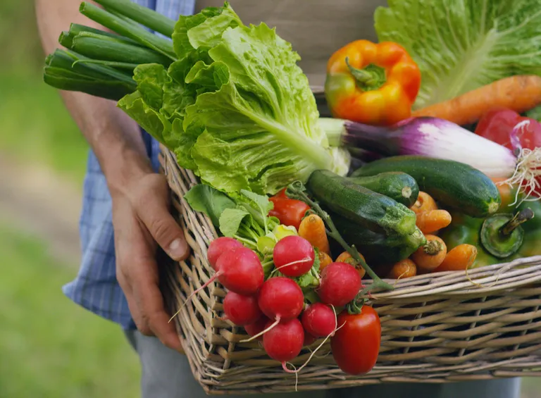 Eine Person, die einen Korb mit frischem Gemüse in der Hand hält, darunter Salat, Radieschen, Zucchini, Karotten und Paprika.