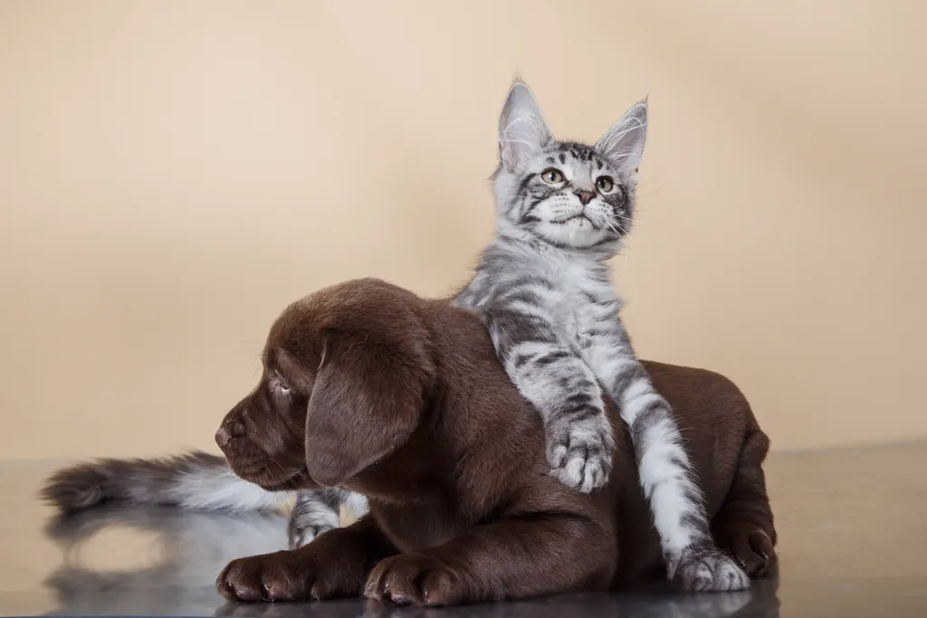Brauner Labrador-Welpe liegt am Boden, auf ihm ein weiß-,schwarz, und grau gemustertes Kitten