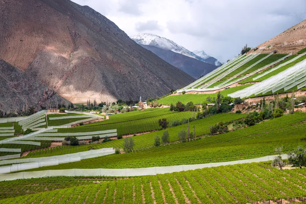 Weinbaugebiet in Chile