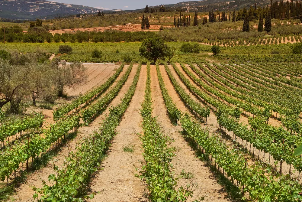 Weinbaugebiet in Griechenland